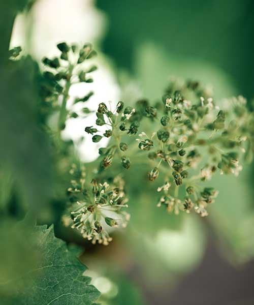 Prince Hill Vineyards blooms.