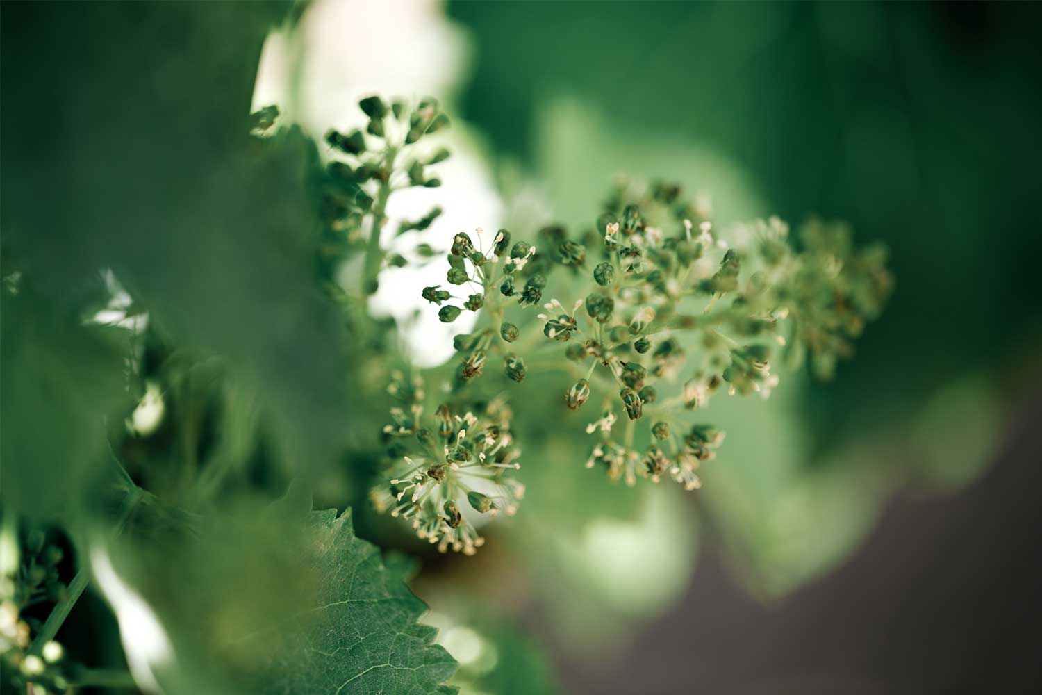 Prince Hill Vineyards in bloom.