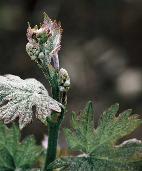 Image of Dundee Hills Pinot Noir bud break at Prince Hill Vineyards.
