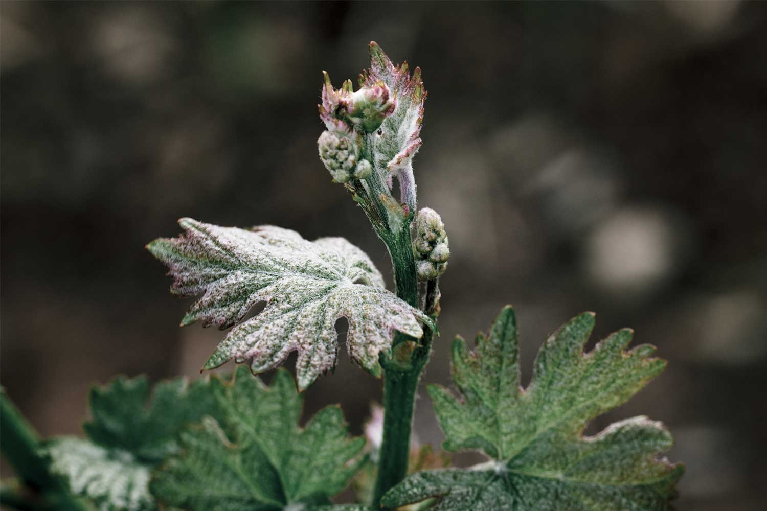Image of Dundee Hills Pinot Noir bud break at Prince Hill Vineyards.