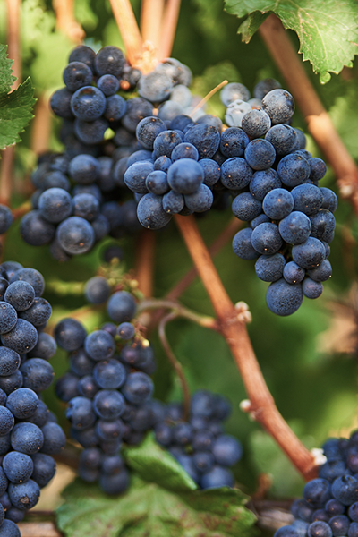 Image of Prince Hill Vineyards fruit on vines.