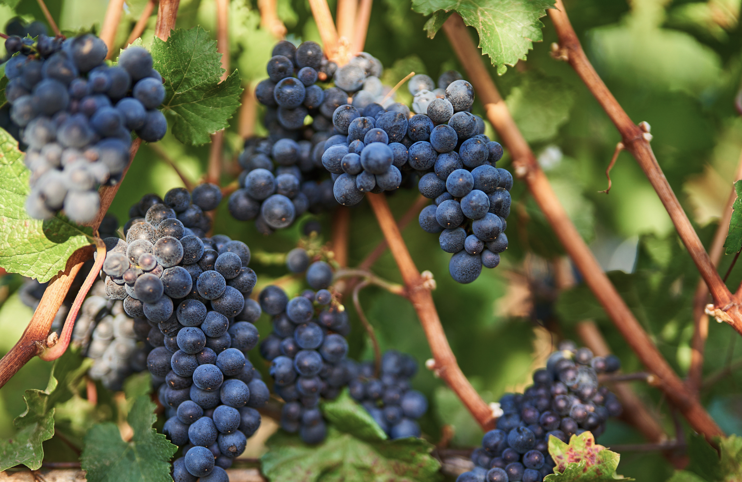 Image of Prince Hill Vineyards fruit on vines.