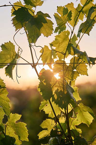 Sunlight on vines at Prince Hill Vineyards.