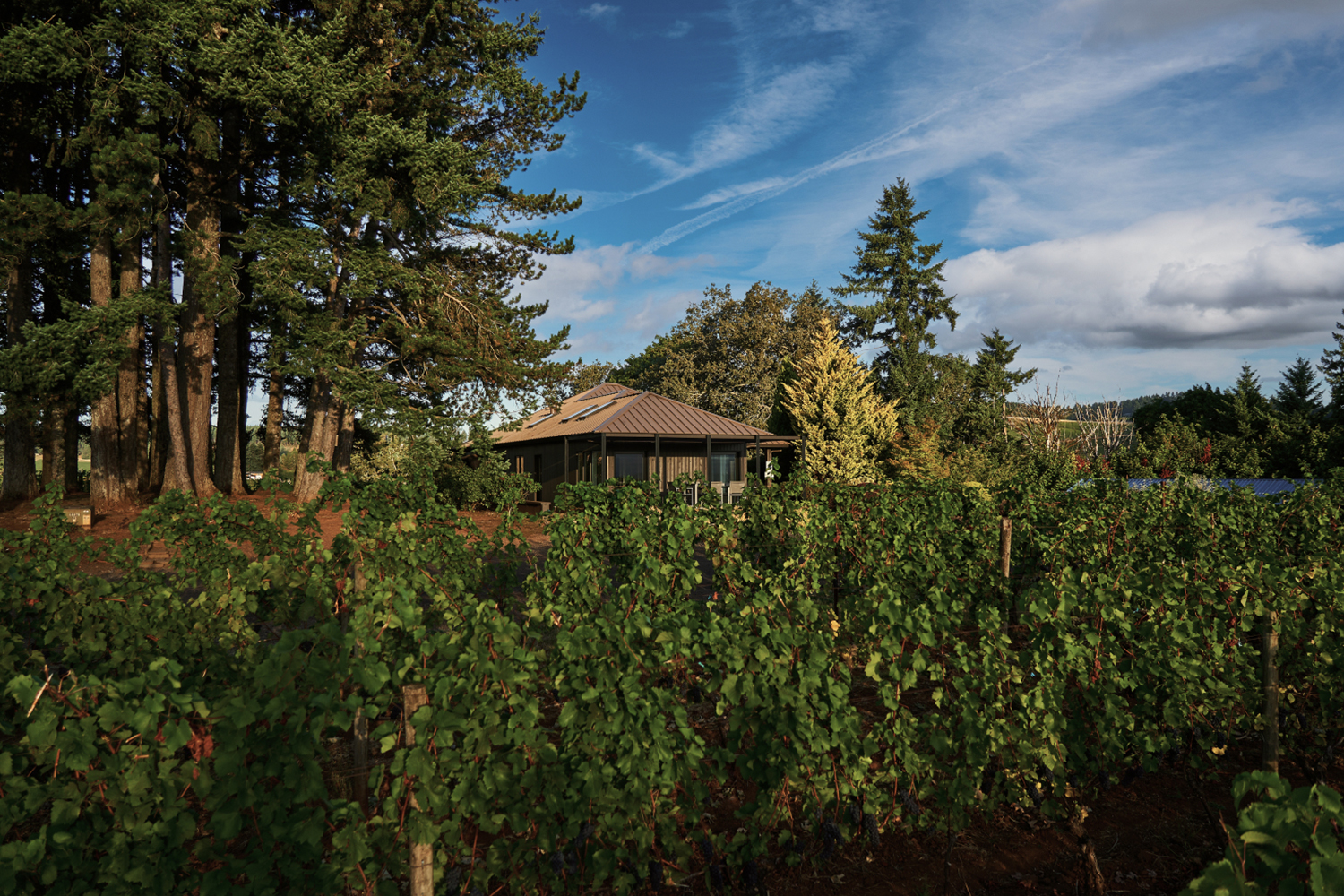 Image of Prince Hill Vineyards Single Vineyard Pinot Noir estate.