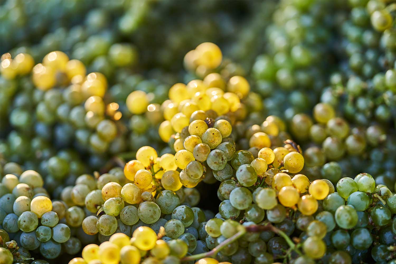 Prince Hill Vineyards | Willamette Valley Chardonnay, image of grapes.