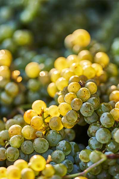 Prince Hill Vineyards | Willamette Valley Chardonnay, image of grapes.